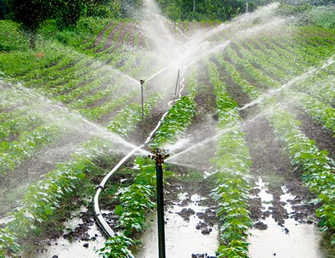 Sprinkler irrigation system watering a field