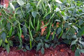 Chilli