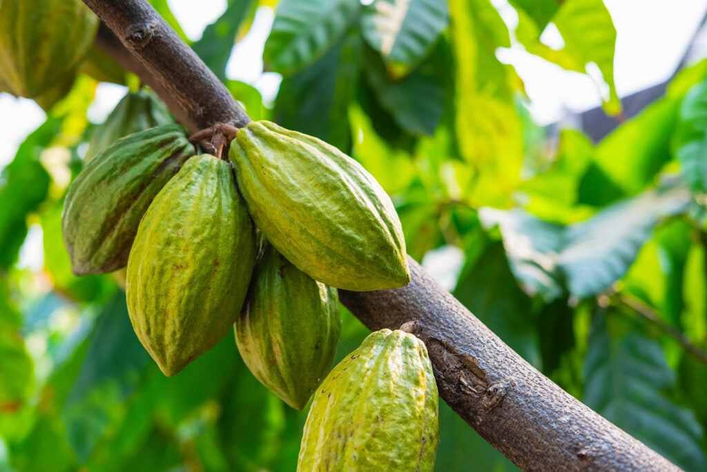 Cocoa