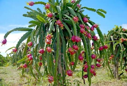 Dragon Fruit