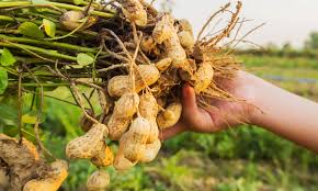 Groundnut