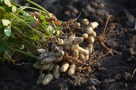 Groundnut