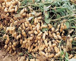 Groundnut