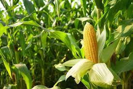 Maize