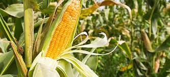 Maize
