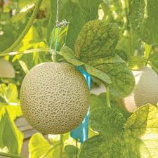 Muskmelon