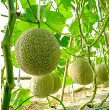 Muskmelon