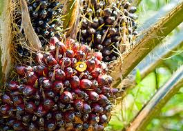 Oil Palm