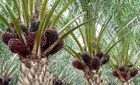 Oil Palm