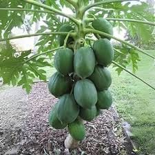 Papaya