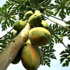Papaya