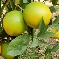 Sweet Lime