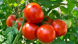 Tomato